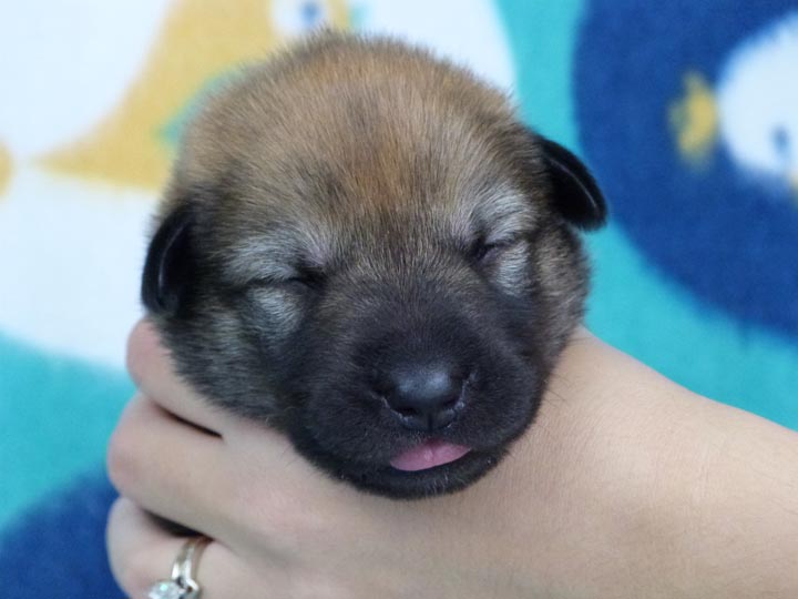 chinook puppy